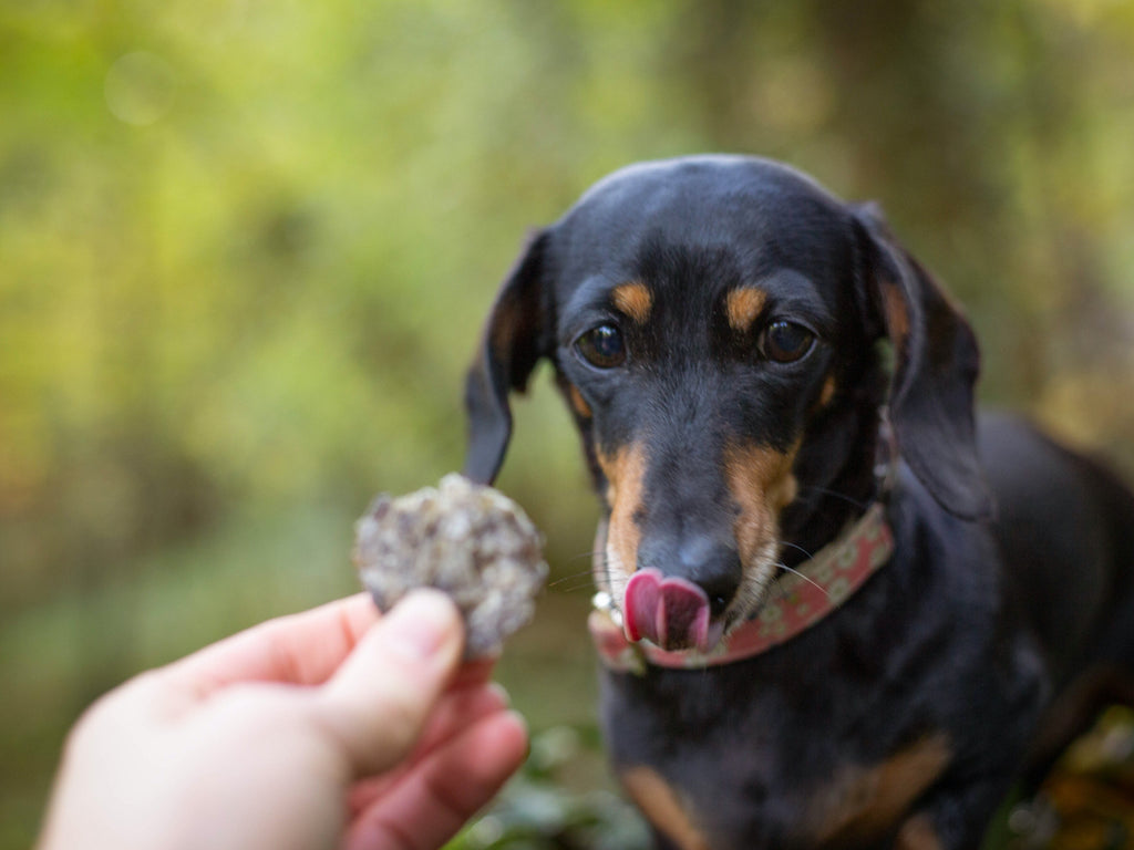 Is Fish Better than Meat in Dog Food? - PetCareRx