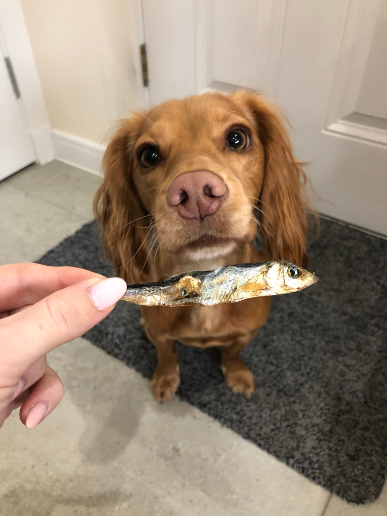 Is Fish Good For Dogs